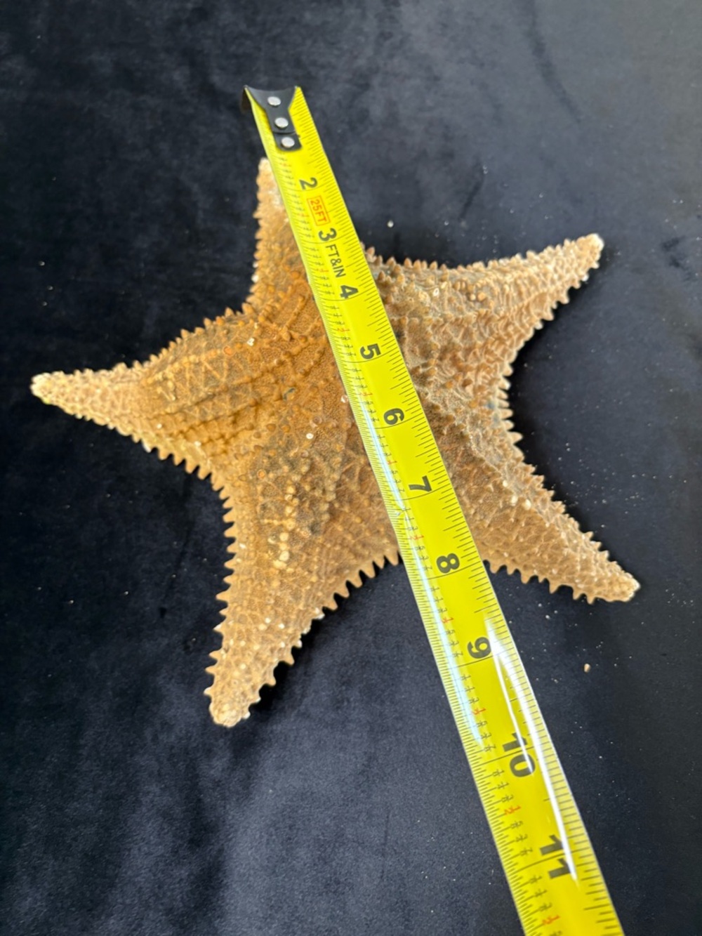 Collectible Natural Starfish and Coral Display - Golden and Cream - Picture 9 of 12